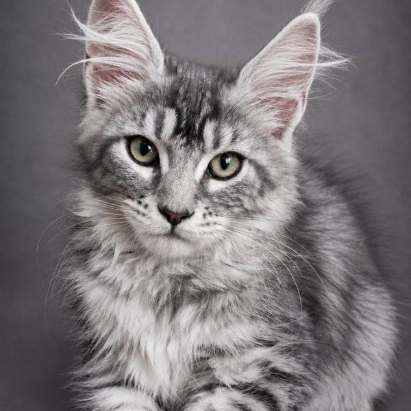 Lola Maine Coon female, black silver tabby