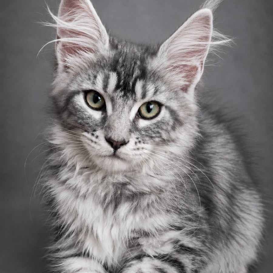 Lola Maine Coon female, black silver tabby