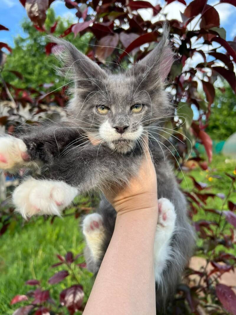 Nautilus Maine Coon male, blue with white
