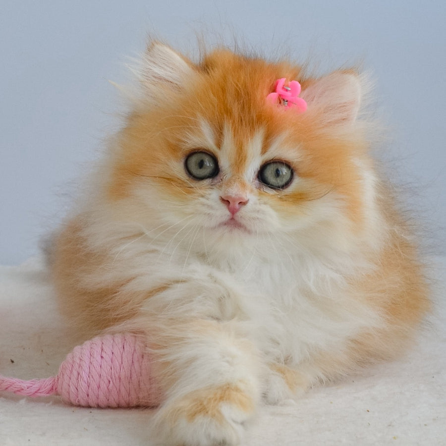 Gaia British Longhair female, black golden chinchilla