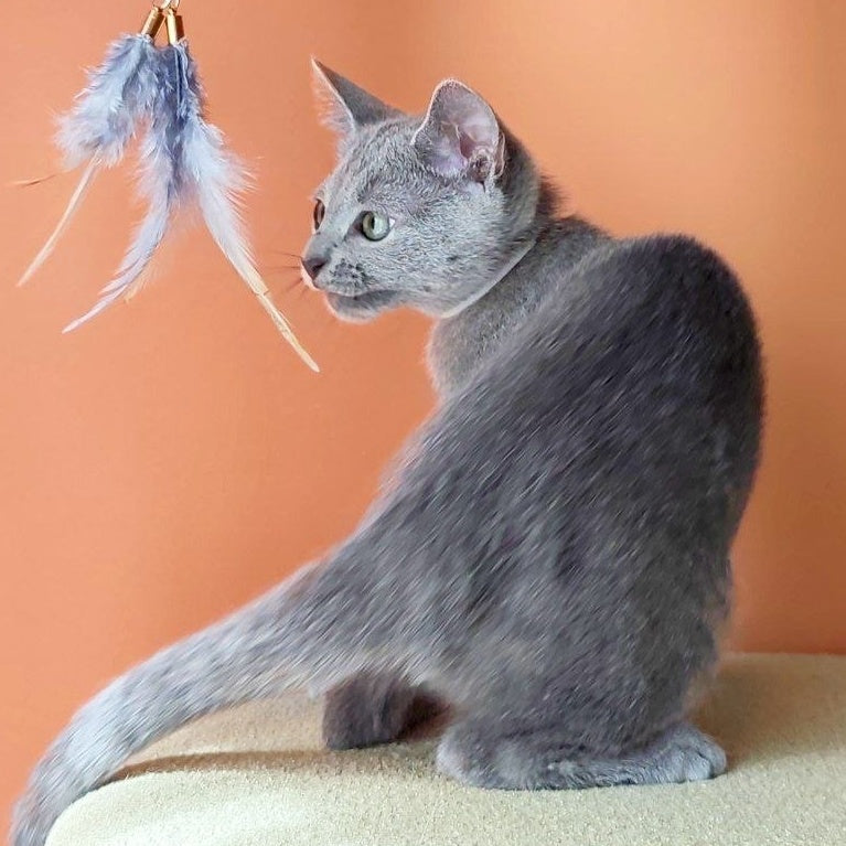 Calypso Russian Blue female, blue