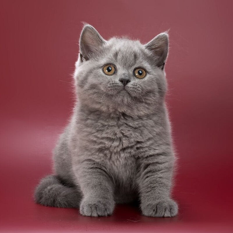 Olwen British Shorthair female, blue