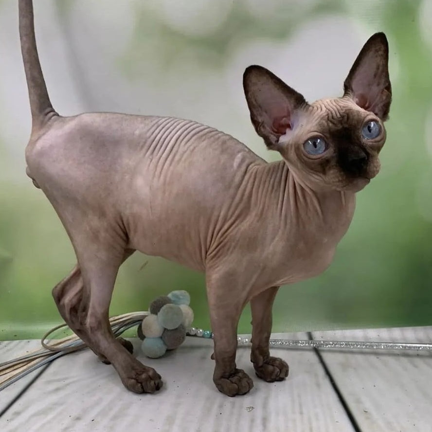 Gosha Canadian Sphynx male, black pointed
