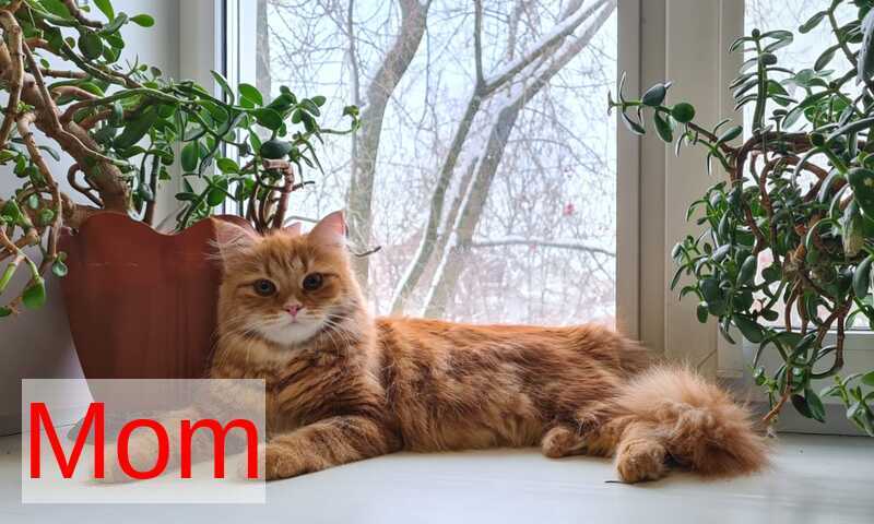 Luka Siberian male cream silver tabby - live animals