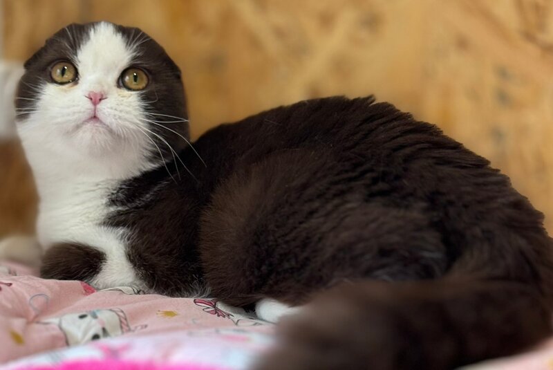 Prosha Scottish Fold male, chocolate bicolour