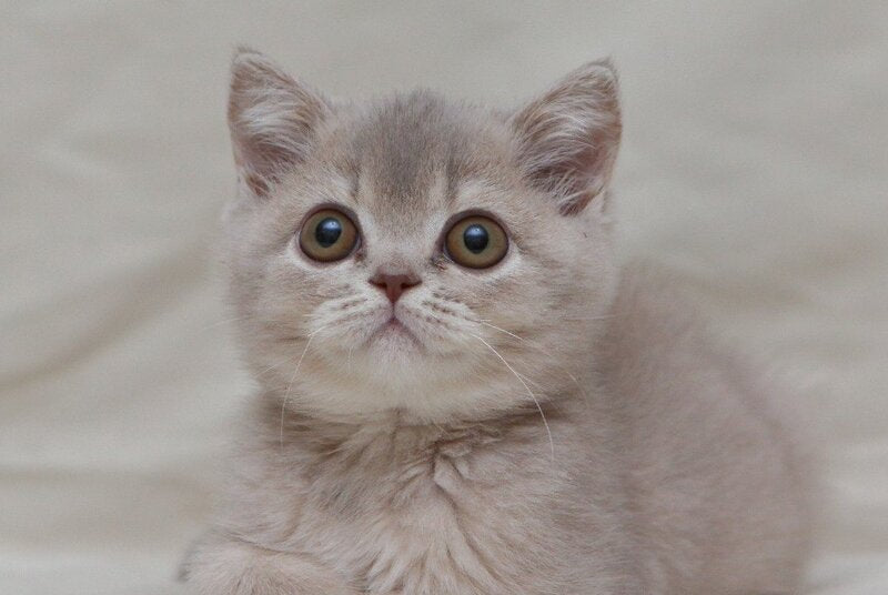 Nyasha British Shorthair female, lilac ticked tabby