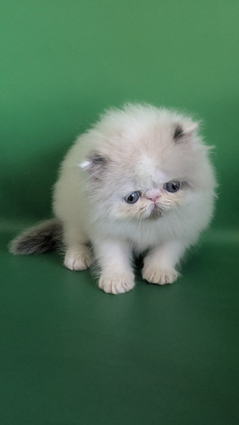 Nemо Persian male, cream pointed bicolour