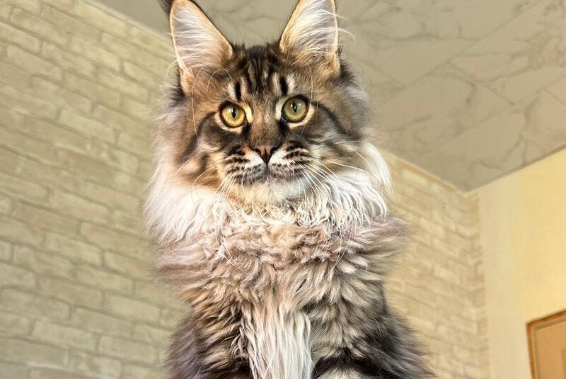 Forest Maine Coon male, black spotted tabby