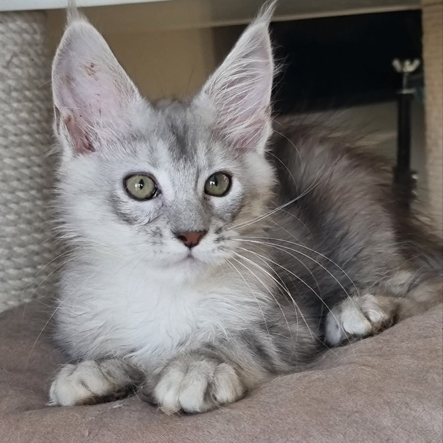 Eveta Maine Coon female, black silver tabby
