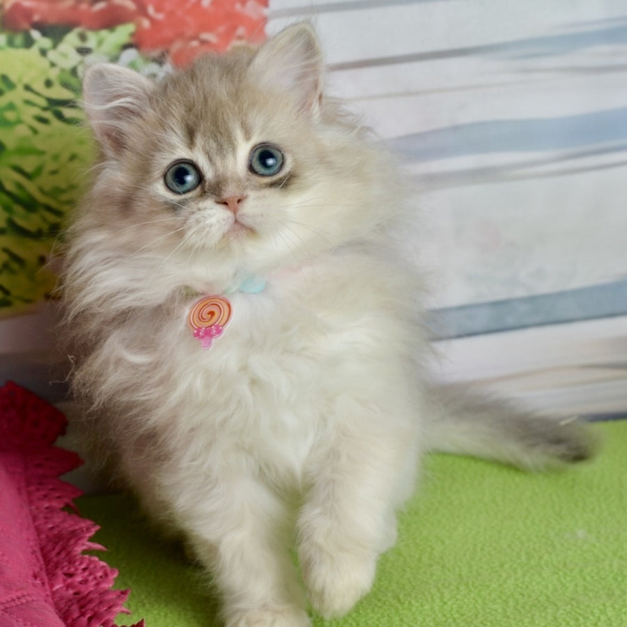 Viva Scottish Straight female, blue silver shaded