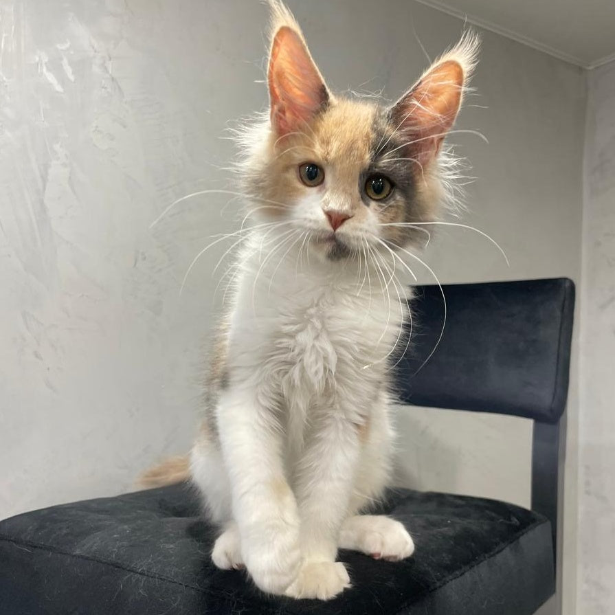 Nelly Maine Coon female, blue tortie bicolour
