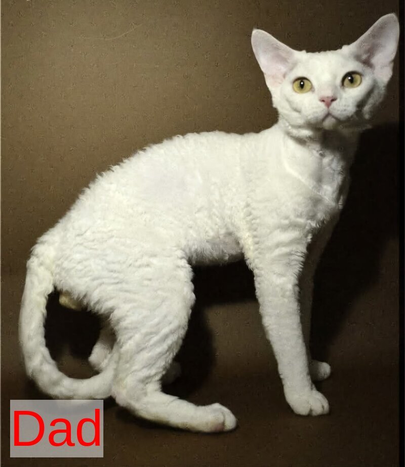 Marik Devon Rex male black tabby pointed - live animals
