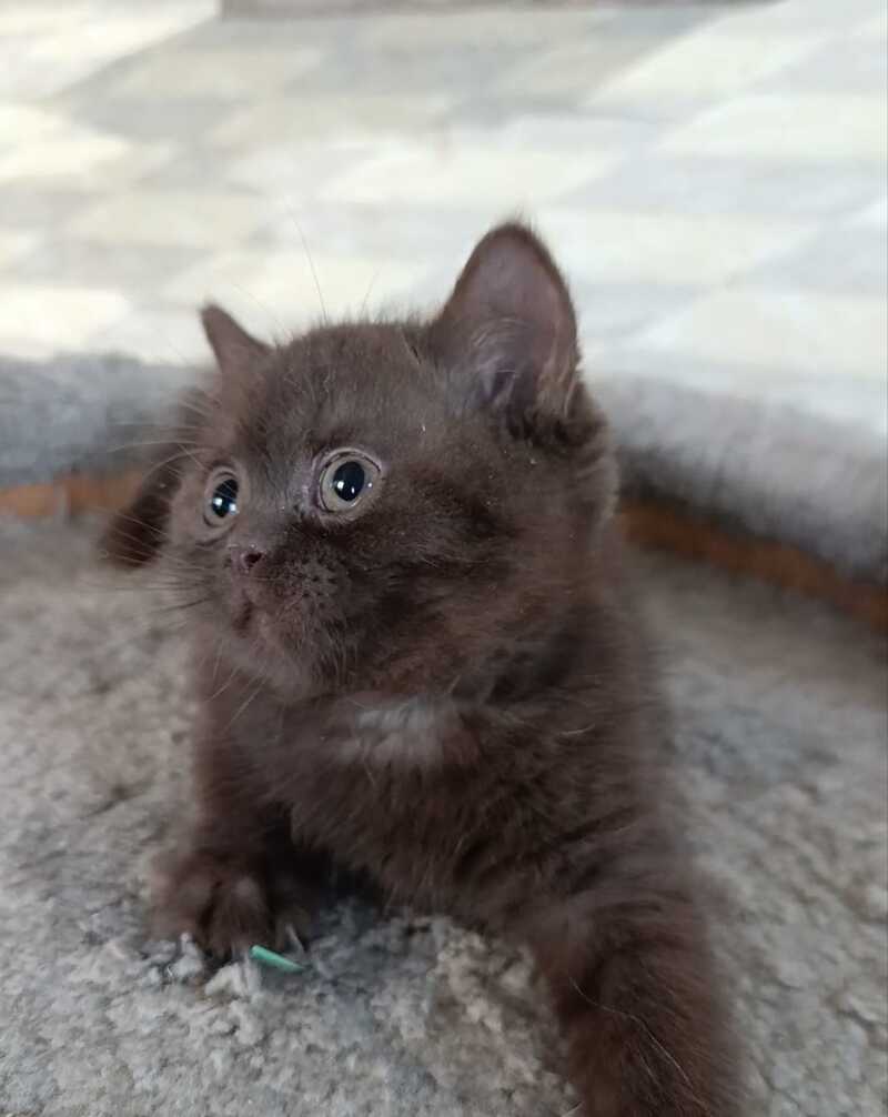 Dzhec-pot British Shorthair male, chocolate