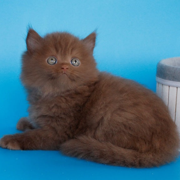 Alvaro Scottish Straight male, cinnamon