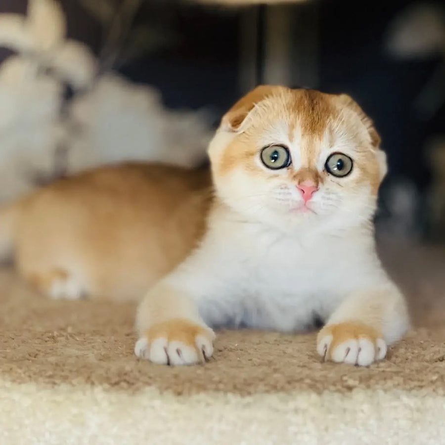 Kassioperia Scottish Fold female, black golden chinchilla