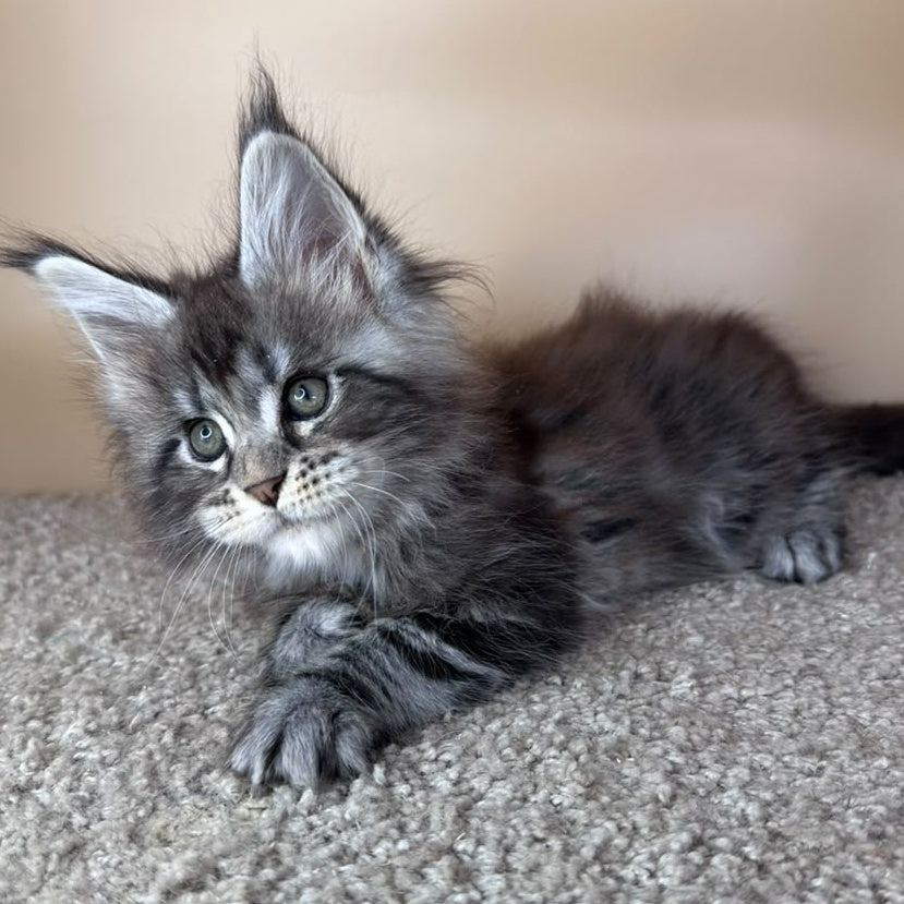 Denis Maine Coon male, black silver tabby