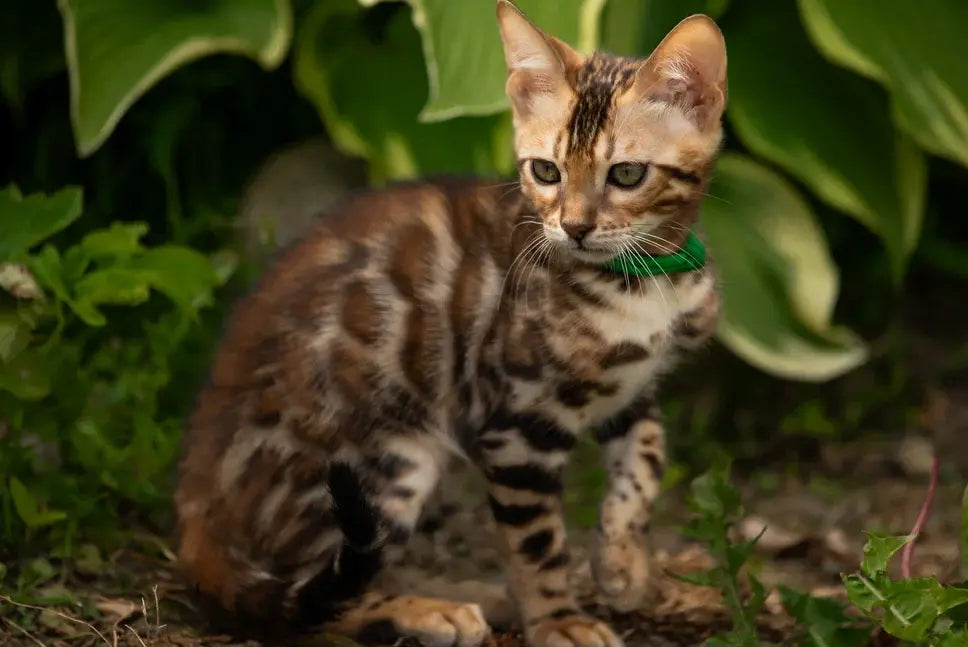 Boss Bengal male, black spotted tabby
