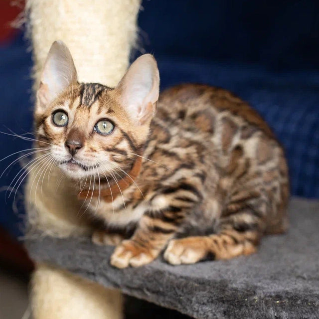 Winston Bengal male, black spotted tabby