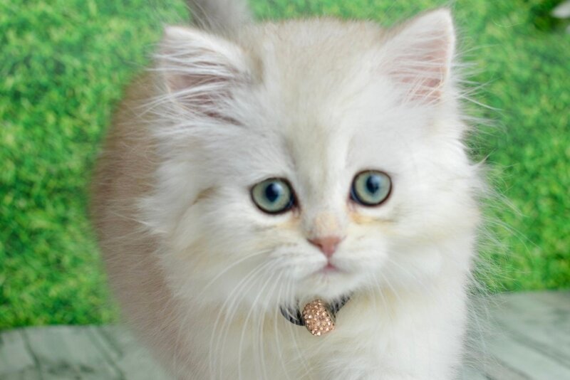 Ruby Scottish Straight female black silver shaded - live animals