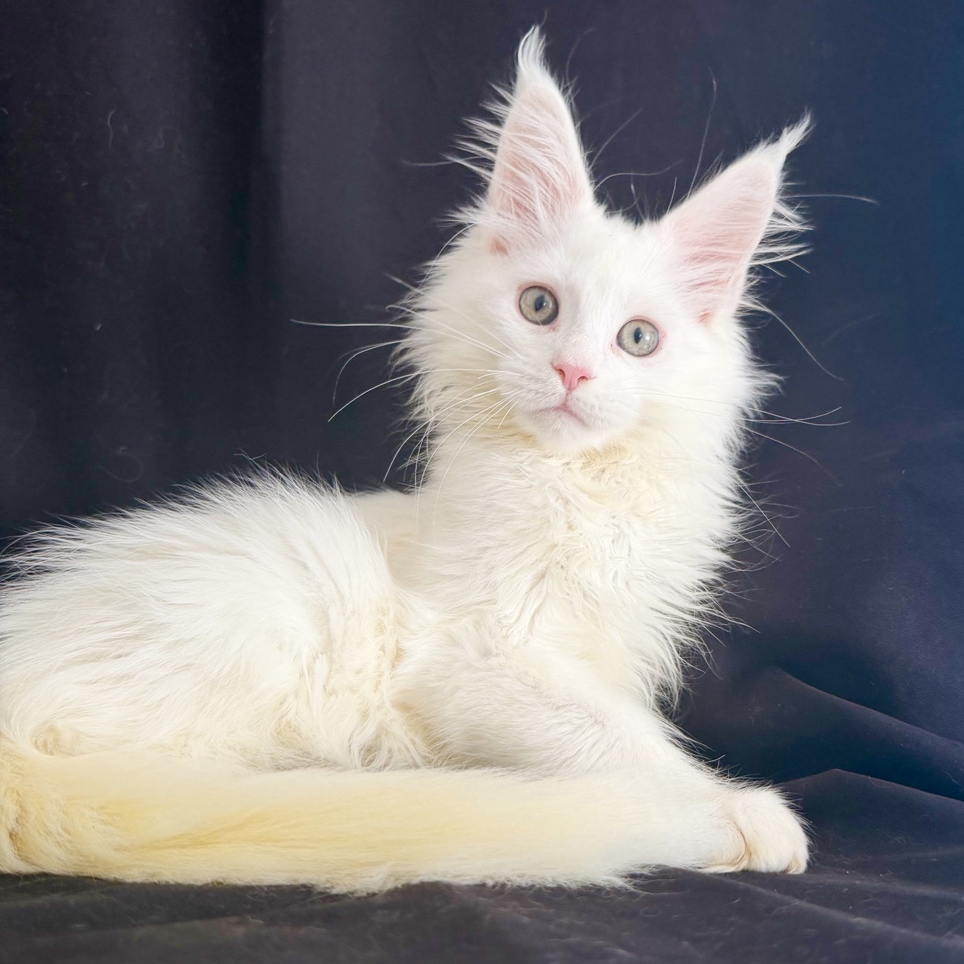 Baron Maine Coon male, white