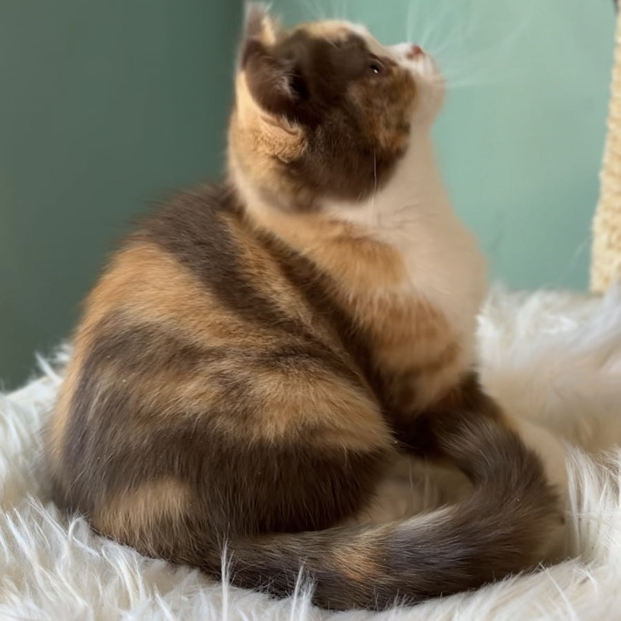 Enigma British Shorthair female, chocolate tortie bicolour