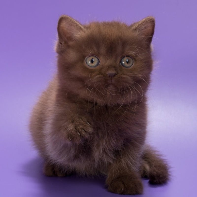 Jonny British Shorthair male, chocolate