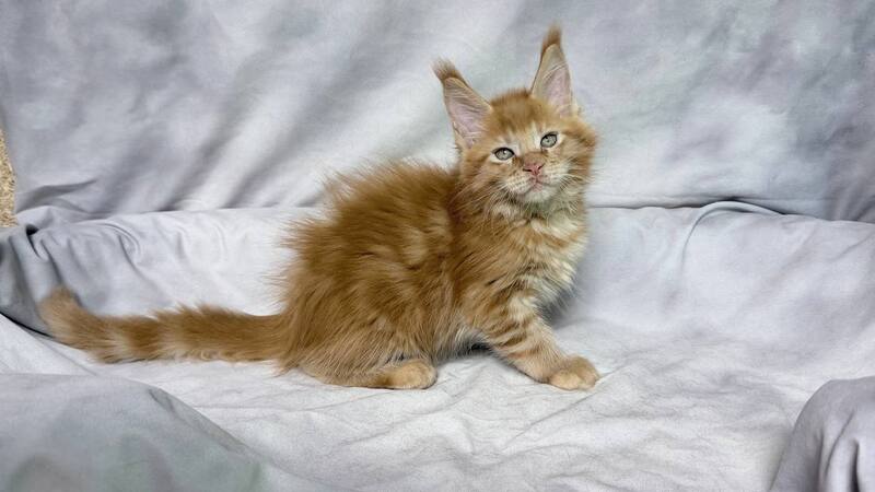 Hermes Maine Coon male, red