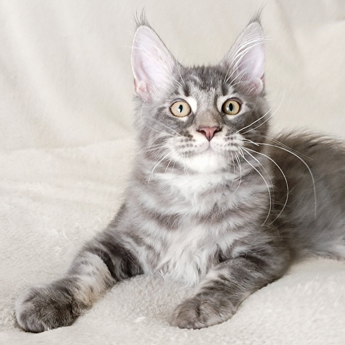 Quasar King Maine Coon male, blue tabby