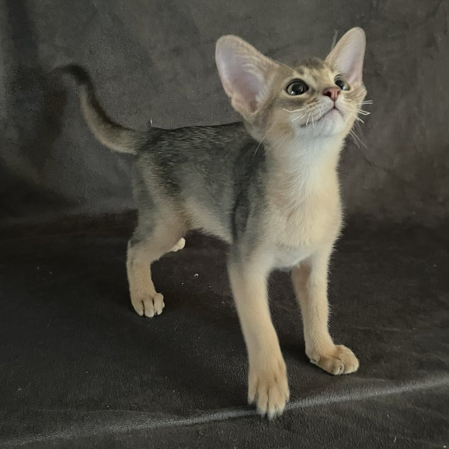 Fibi Abyssinian female, blue