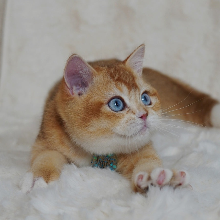 Teddy British Shorthair male, chocolate golden chinchilla with white
