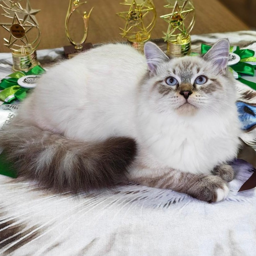 Ostap Siberian male, black with white tabby pointed
