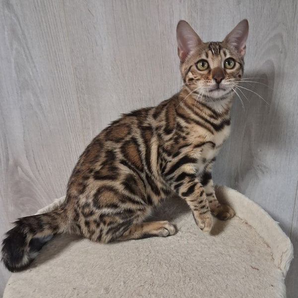 Bona Bengal female, black spotted tabby