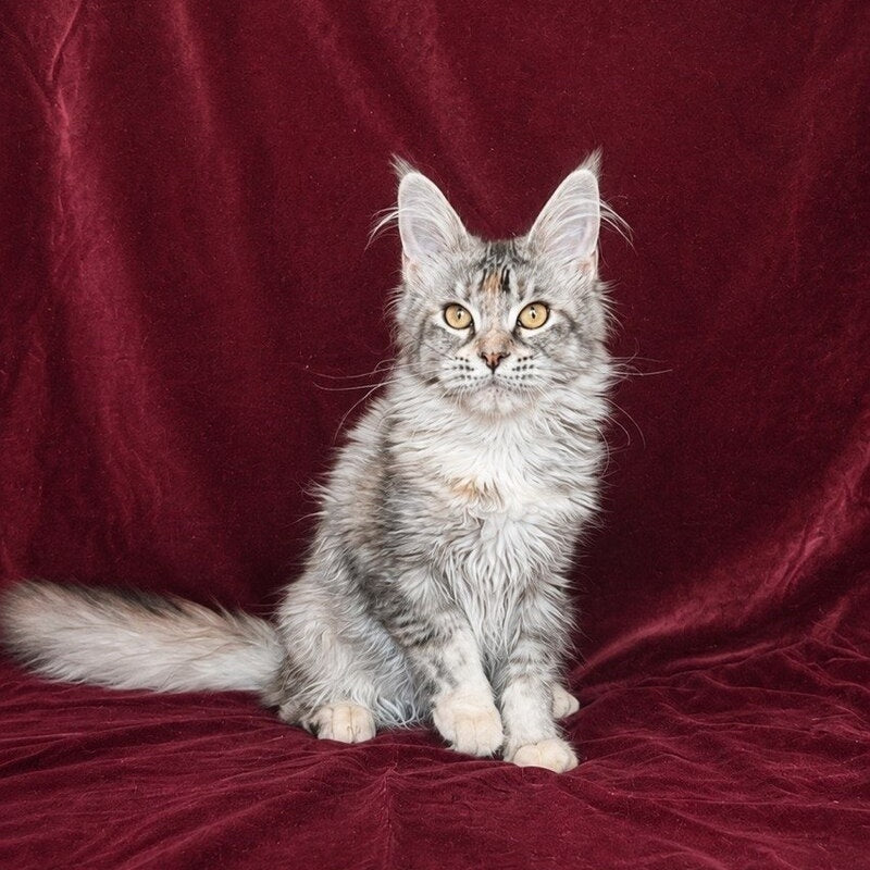 Gemma Maine Coon female, black tortie silver ticked tabby