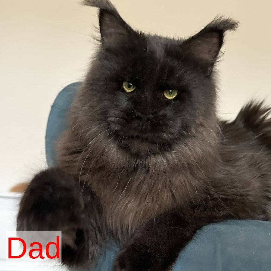 Carter Maine Coon male, red silver tabby with white