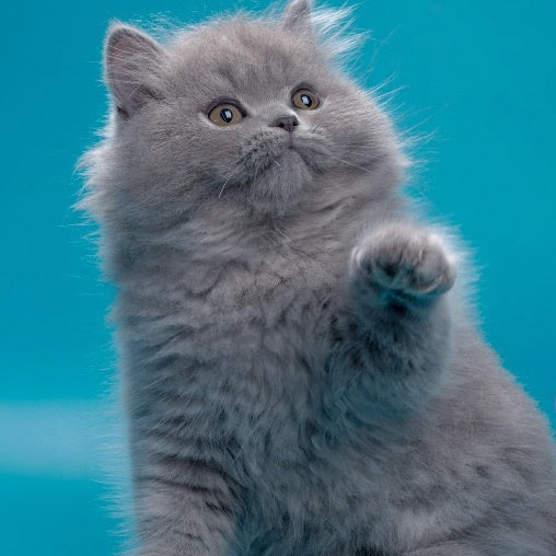 Ricky British Longhair male, blue