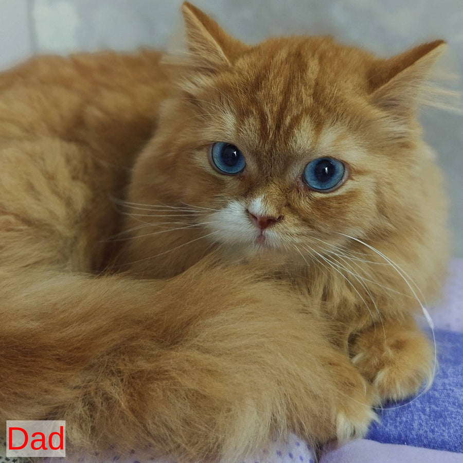 Tyra British Shorthair female, blue tortie