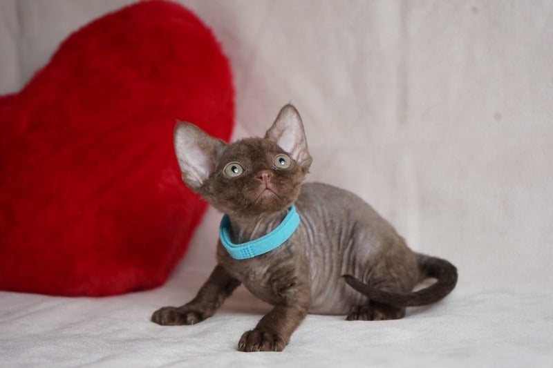 Makar Devon Rex male chocolate - live animals