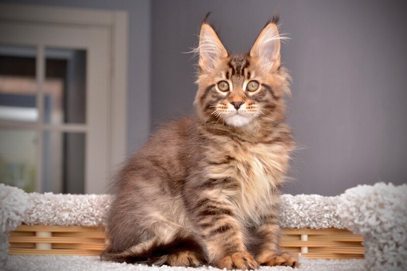 Whitewood Maine Coon male black tabby - live animals