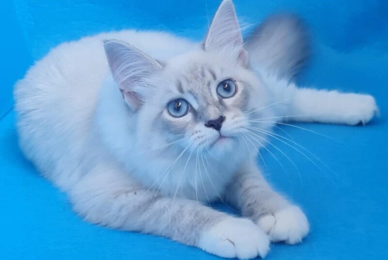Viliam Siberian male, blue tabby pointed mitted