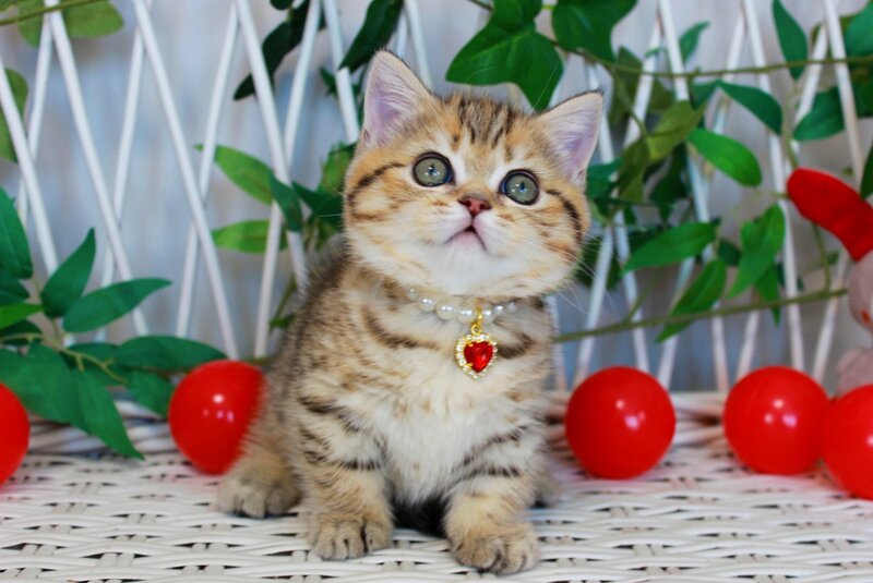 Freya Munchkin female, chocolate golden spotted tabby
