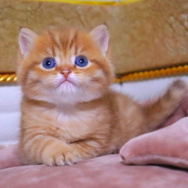 Tiger British Shorthair male, chocolate golden ticked tabby
