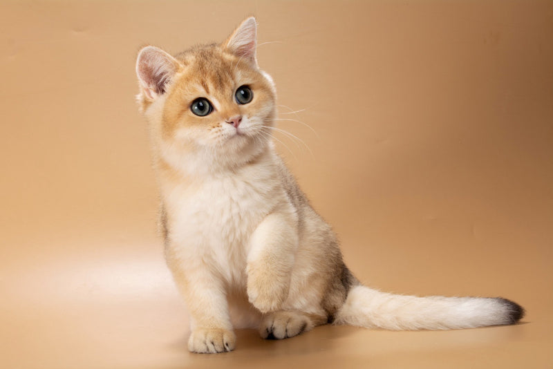Sirius British Shorthair male, black golden shaded