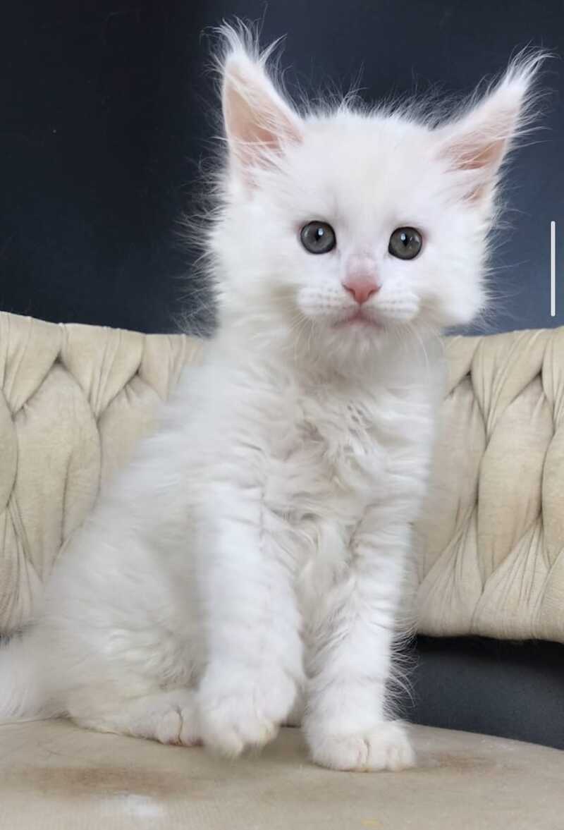 Xanti Maine Coon male, white