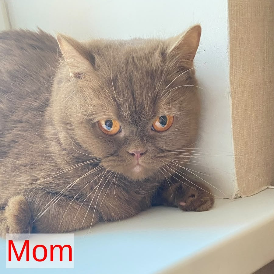 Xavier British Shorthair male, lilac