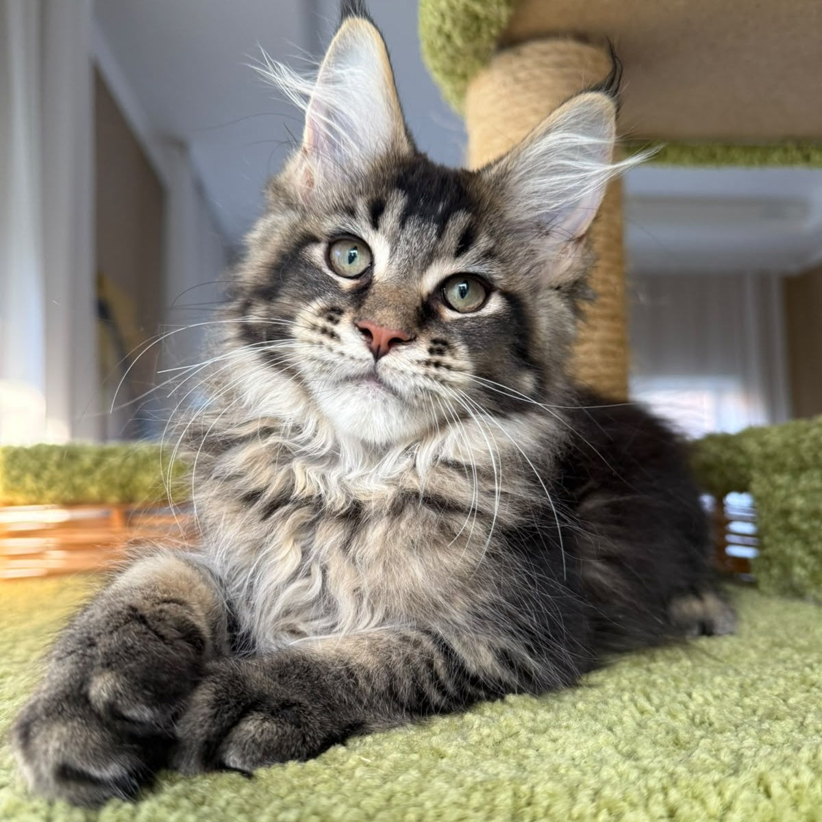 Ilyusha Maine Coon male, black tabby