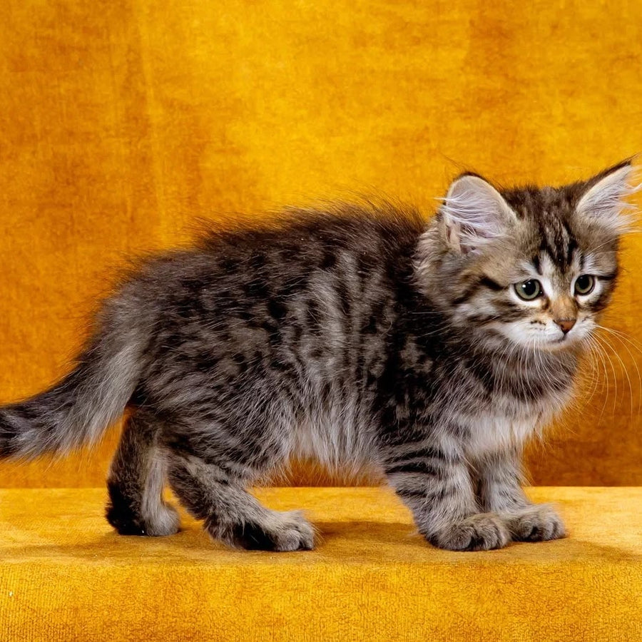 Katya Siberian female, black spotted tabby