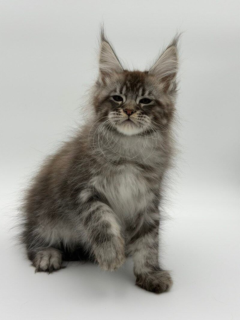 Kiss Maine Coon male black silver tabby - live animals
