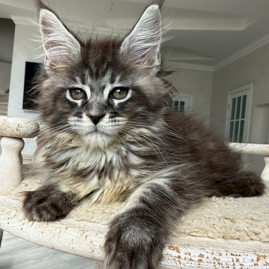 Ornela Maine Coon female, black silver tabby