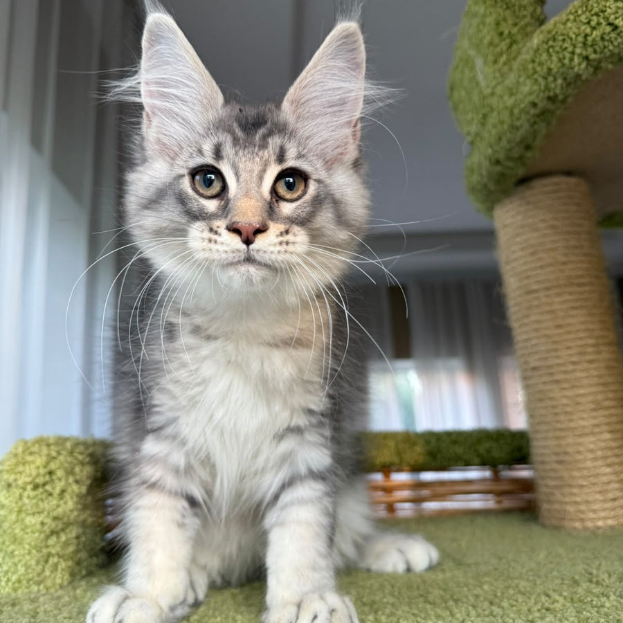 Image Maine Coon male, blue silver ticked tabby