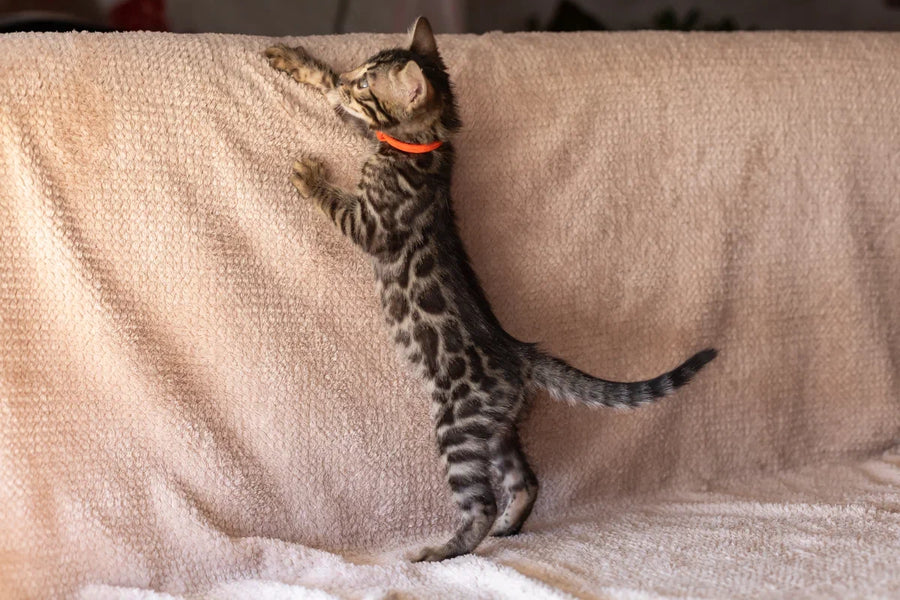 Thor Bengal male black spotted tabby - live animals